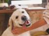 How to Behave with Adopted Pets