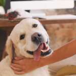 What a Joy It Is to Have a Pet!