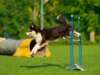 Australian Dog Championship’s 2021 Highlights