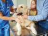 Useful Tips for Dog Healthcare at Home