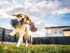 Several Reasons to Adopt a Puppy from a Local Shelter