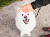 What You Must Know About The Samoyed